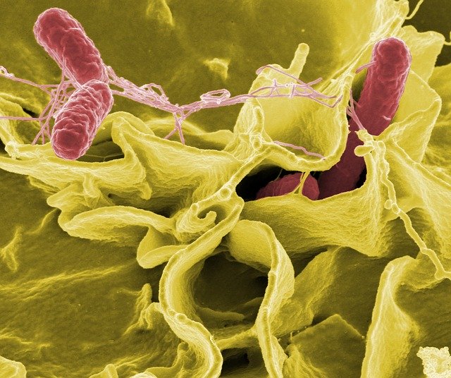 Recent salmonella outbreak prompts enquiry